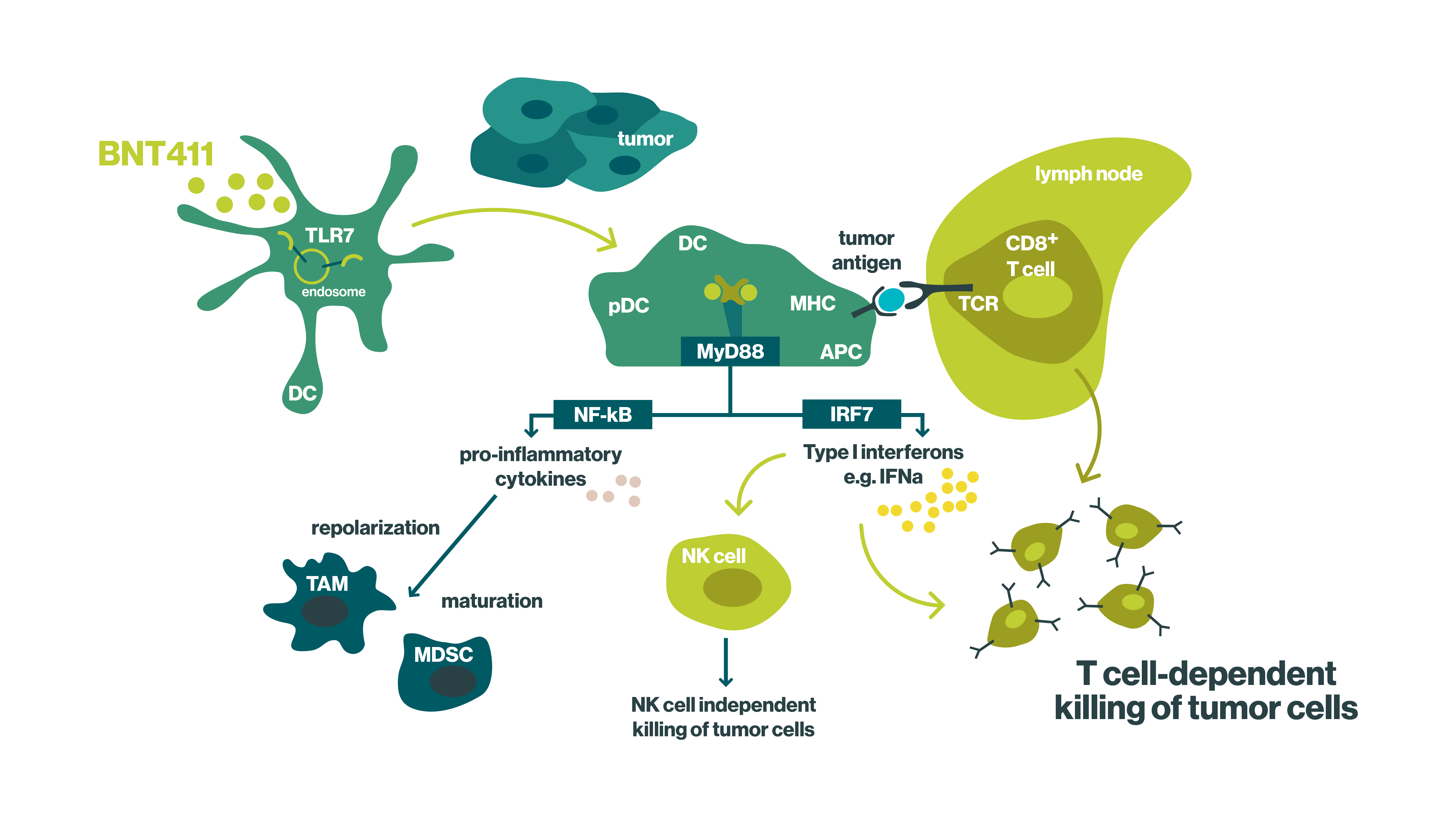 Approach to use candidates from our small molecule immunomodulator platform with Toll-like receptors