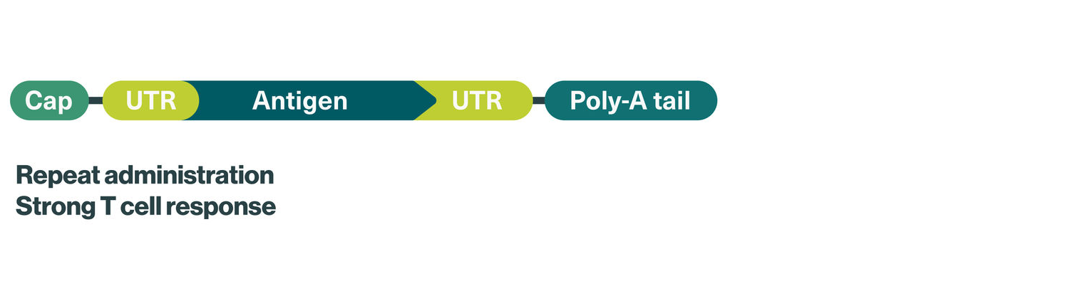 Repeated administration leads to strong t-cell responses